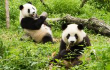 中国大熊猫保护研究中心都江堰基地景点