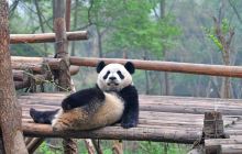 成都大熊猫繁育研究基地景点