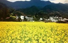 庆源赏油菜花海景点