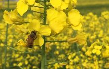 蔡甸消泗油菜花景点