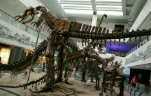 恐龙化石博物馆景点
