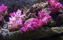徐闻珊瑚礁自然保护区景点