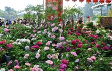 华南植物园赏花