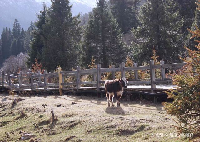 黑水县景区旅游攻略 之景点1(1/共13页)