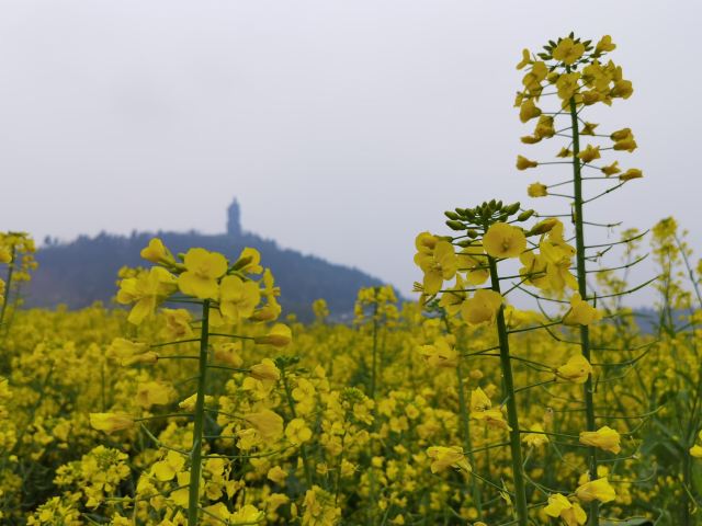 潼南崇龛油菜花景区旅游攻略 之景点9(9/共38页)