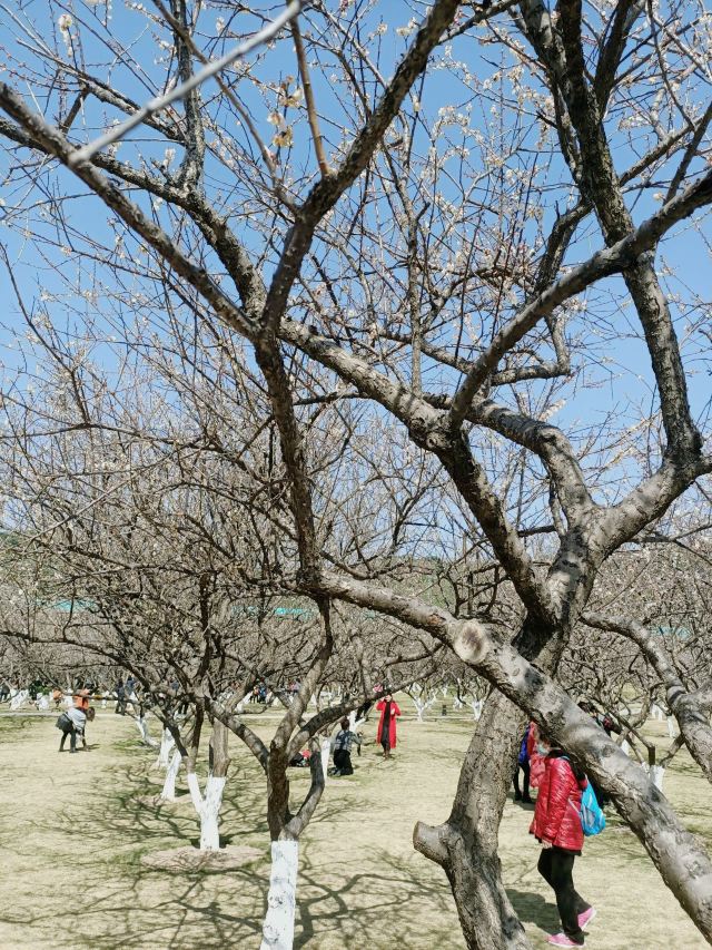 香雪公园景区旅游攻略 之景点13(13/共13页)