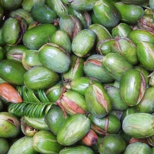 健康 正文  香榧(fei),又称香榧子,为红豆杉科榧树属常绿乔木果实.