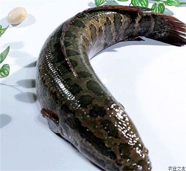 新鲜黑鱼活体鲜活乌鳢生态淡水乌鱼生鱼财鱼炖汤营养1.5斤左右/条
