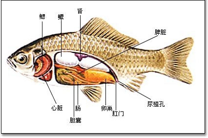 鱼的内脏(图)