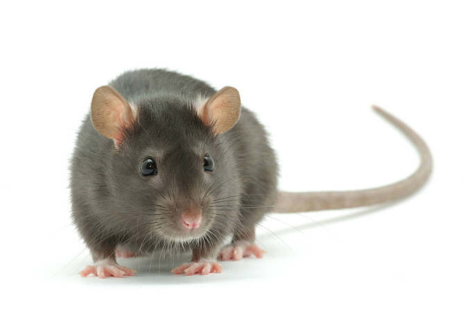 如何有效防治老鼠