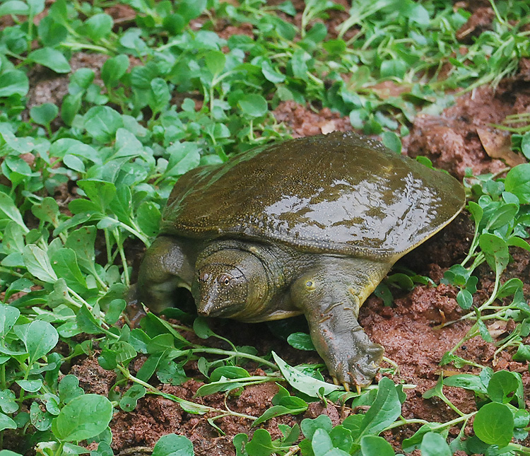 潮汕甲鱼养生馆