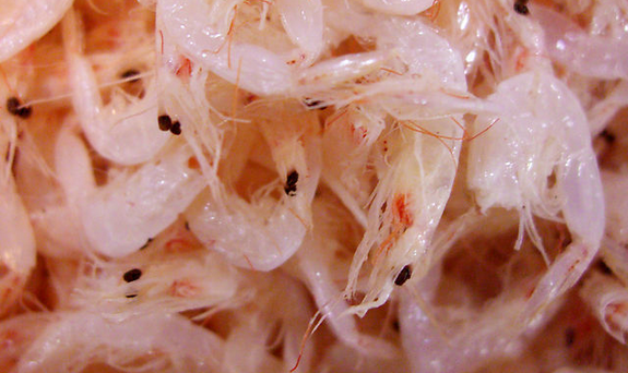 250g 件包邮 3 水产干货补钙 深海野生虾米海米 特级淡干虾皮