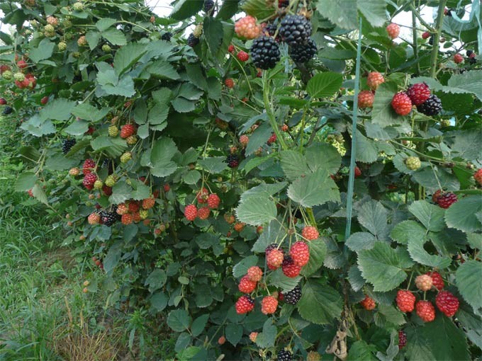 红树莓苗批发 树莓苗销售 果树苗种植基地 泰安蓝丰园艺场 规格齐全