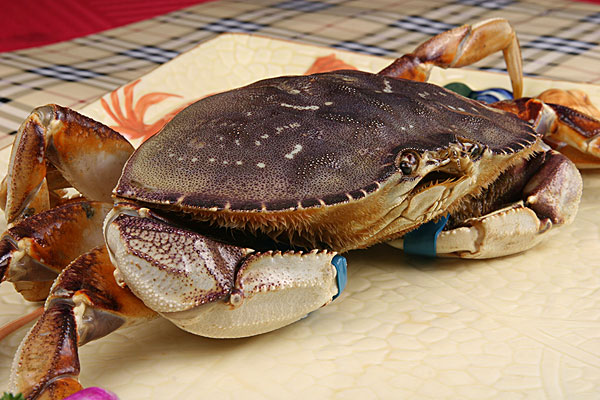 加拿大进口鲜活海鲜水产面包蟹珍宝蟹黄金蟹 1.6-1.9斤/只包新鲜