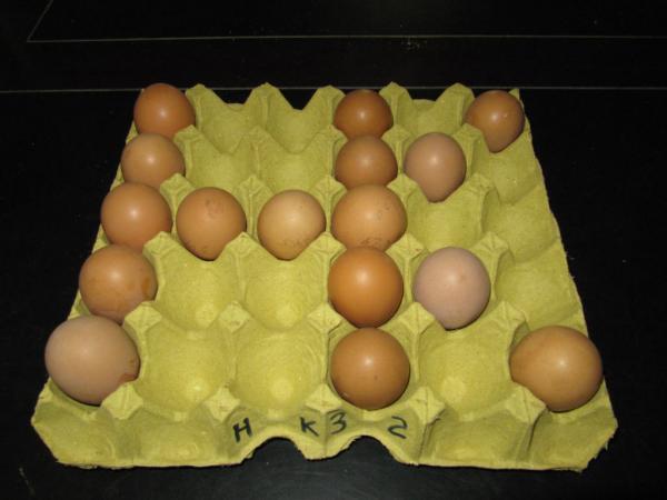 鸡蛋托盘 纸浆蛋托