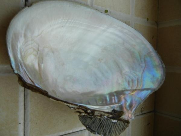 罗女士说,这个蚌壳是她1997年4月15日在苏州地摊吃河蚌时意外发现的