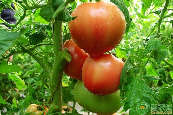 农村小伙种番茄,亩产三万斤,快来偷学几招!