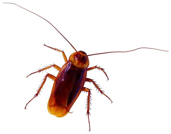 蟑螂咬到勒人体有毒吗?