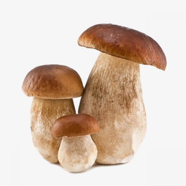 [正版商业] 蘑菇