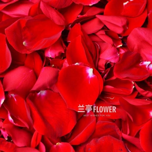 五彩鲜花白红玫瑰花瓣装饰鲜花瓣浴