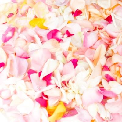 五彩鲜花白粉红玫瑰花瓣装饰鲜花瓣浴 顺丰包邮
