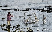 海巍旅游—威海乳山滴水湾温泉+荣成烟墩角天鹅湖+四星海景住宿+自助早餐+海鲜大锅【四星级纯玩两日游】