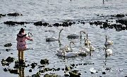 海巍旅游—威海乳山滴水湾温泉荣成烟墩角天鹅湖四星海景住宿自助早餐海鲜大锅【四星级纯玩两日游】