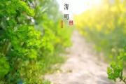 2018年清明节旅游情况综述