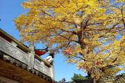 一小时就到！成都边上这处千年古寺，银杏遍地！要火！