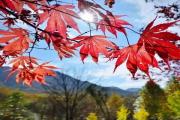 【中卫旅游百事通】——金秋十月，自驾光雾山，赏红叶，采金桔，解锁中国最美秋色！