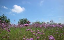 西京湾花海