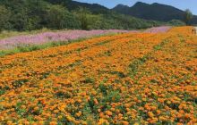 红池坝高山草场