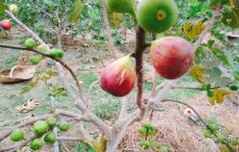 青白江花果里家庭农场