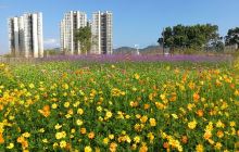 牛角龙花田