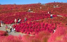 缤纷四季花海