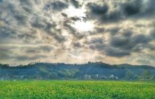 坳头村油菜花基地