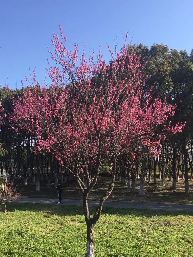 东沙湖公园梅花开了.