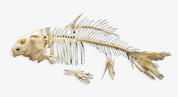 草鱼的骨骼结构图图片